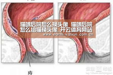 猫咪后院怎么换头像 猫咪后院怎么给猫换头像_开云体育网站(图2) 开云